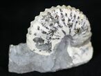 Hoploscaphites Nodosus Ammonite - South Dakota #29198-1